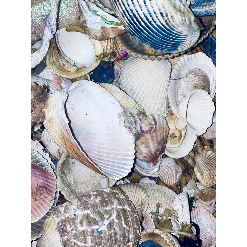 Gift Bag Of Beautiful Seashells Sourced From Coastal SE Georgia And NE Florida - Picture 14 of 16